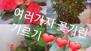 친절한정자씨 #0160❤365일 꽃을 피우는❤여러가지 꽃기린 키우기❤화초기르기