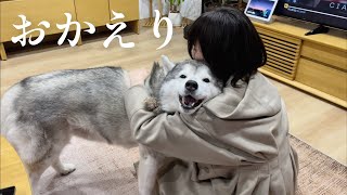 遅くに帰宅した姉を眠いながらも笑顔でお迎えして甘えてくれるシベリアンハスキー