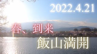 やっと春が飯山にも春が来ました、桜巡りします