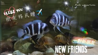 「Kaki Aquarium」缸湖從慈多事---New Friends from old friend‼️一對新朋友，在此祝魚友一路順風，生活幸福美滿💕