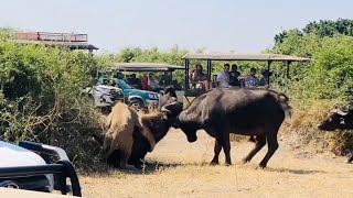 Buffalo headbutts fellow buffalo to save it from male lion