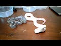 unboxing baby boa constrictors