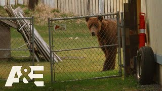 Alaska PD: Bear Removed by Kodiak Police (Season 1) | A&E