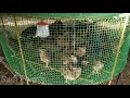 கோழி கூண்டு காடை கூண்டு செய்வது எப்படி chicken quail cage