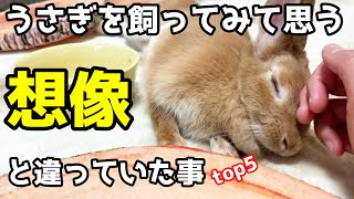 うさぎを飼ってみて、想像と違った事top5～うさぎってこんなに凄いとは.....～