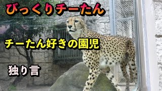 びっくりチーたん＆園児＆チーター最速の考察【猫のような猛獣チーター 166章】#多摩動物公園#チーター