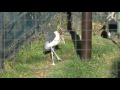 たたずむアフリカハゲコウ　千葉市動物公園2014年12月14日 00279