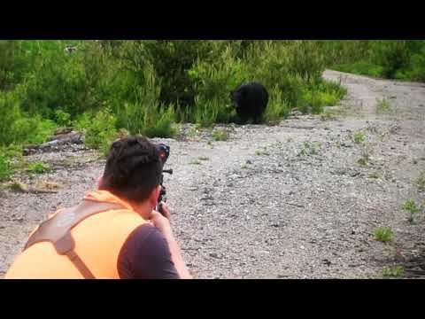 Would a .22 kill a bear?