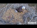 swfl eagles ~ amazing m15 defends u0026 protects e s from intruder chases off nest tree 3 times 2.3.23