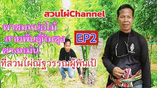 สวนไผ่channel พาชมหน่อไม้สายพันธุ์กิมซุงและซางหม่น ที่สวนไผ่ณัฐวรรณผู้พันเป้