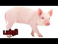 veetu vilangugal வீட்டு விலங்குகள் farm animals name in tamil for kids