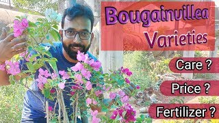 Bougainvillea Climbing, Dwarf \u0026 Bush Types | बोगनवेलिया  Varieties \u0026 Types Care #Bougainvillea