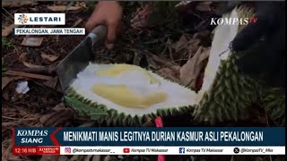 Menikmati Manis Legitnya Durian Kasmur Asli Pekalongan