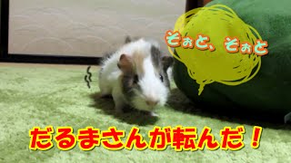 初めてのモルモット飼育【今日の禿丸　禿丸とだるまさんが転んだ】　　 First of guinea pig breeding #52