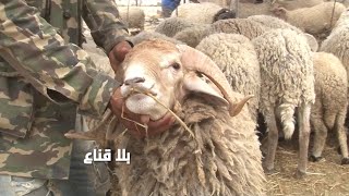 علوش العيد بسبعمائة دينار فقط في االمباشر..لكن الفلاح متغشش والزوالي مفجوع وباندية تحكم في الرحبة؟