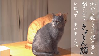 夜中に野良猫の声が聞こえてきた時の、3匹それぞれの反応がおもしろいです。