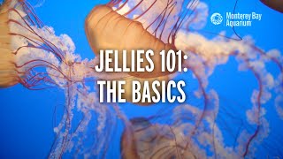 Jellies 101 — The Basics! | Monterey Bay Aquarium Explains Jellyfish