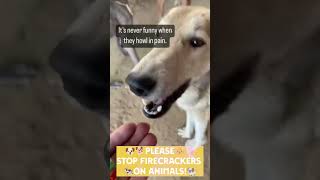 STOP FIRECRACKERS ON ANIMALS! #diwali #dipawali #animals #viral #fireworks #kantara #firecrackers