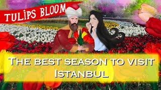 The best season to visit Istanbul. The tulip festival.