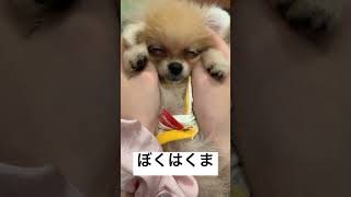 ぼくはくま#ポメラニアン #子犬 #犬のいる暮らし #shorts #犬 #dog #pomeranian #animals #動物