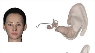 Discover What’s New in Anatomage Table 12
