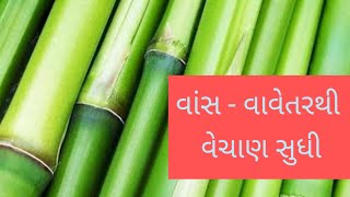 વાંસ   વાવેતર થી વેચાણ સુધી  Bamboo farming