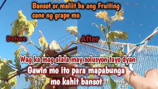 Mabagal or maliit na fruiting cane ng ubas, paano mapabulaklak ang maliit na fruiting cane ng ubas
