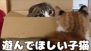 段ボール猫VS美少女猫【スコティッシュフォールド】【Scottish Fold】