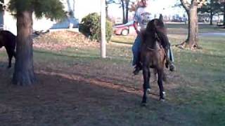 Beautiful Grulla horse for sale