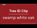 Tree ID Clip: swamp white oak