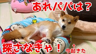 寂しがりや柴犬が寝てる時に飼い主がいなくなった結果… shiba inu