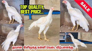 Pure White 7 month Kannivedai Sales | Heavy Size | தரமான கிளிமூக்கு வெடை#tamilanpoultryfarm #shorts