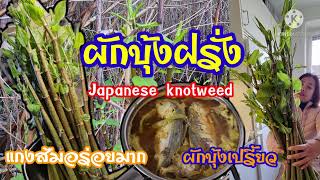 Ep.81 ผักบุ้งฝรั่ง  ผักบุ้งเปรี้ยว #JapaneseKnotweed รสชาติเปรี้ยว เอามาทำแกงส้ม แกงเทโพ ตามชอบ