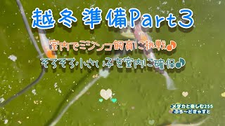 【メダカ】越冬準備3！！室内でミジンコ飼育に挑戦♪そろそろ小さい子を室内に確保♪【三色 ラメ 幹之(体外光)】