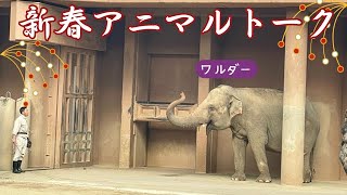 【飼育員さん解説】ゾウは「忘れない」知能の話 今日のアヌラ さくら うらら ワルダー コサラが登場！【東山動植物園】