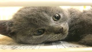 【かわいい子猫】ごはんだよ、全員集合！食事タイム 腹ペコで離乳食にがっつく子猫たちのとってもキュートな動画！