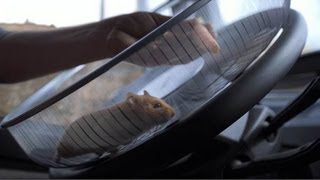 Volvo Trucks - The Hamster Stunt (Live Test)