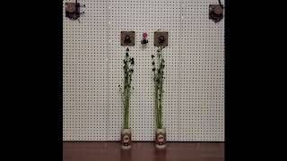 Variable Structure Cable-Driven Parallel Robot: Vertical Farming Example