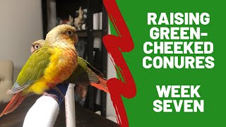 Hand Raising Green-cheeked Conures - Week 7