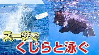 【挑戦】徳之島の海でスーツを着てクジラと泳げるのか！？【オーダースーツSADA】【さだ社長】