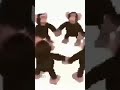 monkey dance @FlarMen