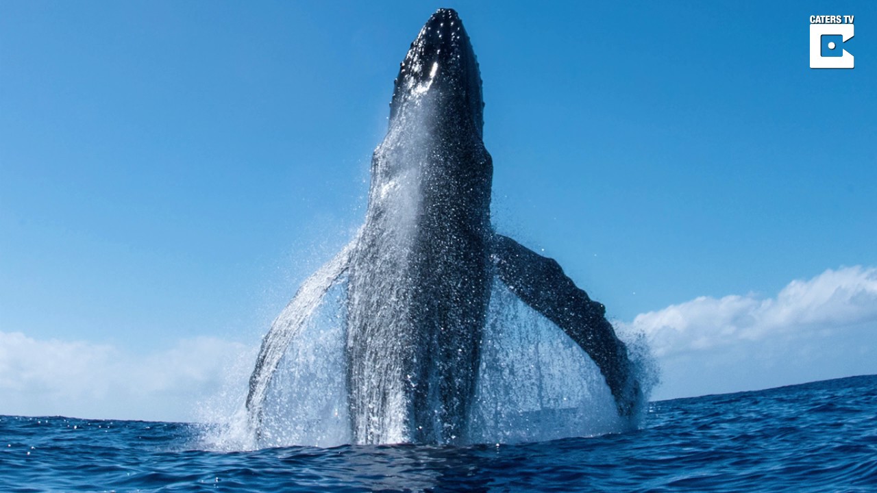 Incredible Humpback Whale Breach - YouTube