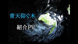 青天を仰ぐ木　紹介PV