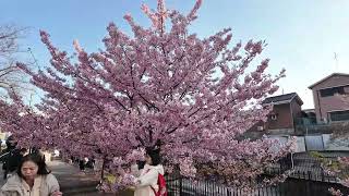 京都 淀之河津櫻