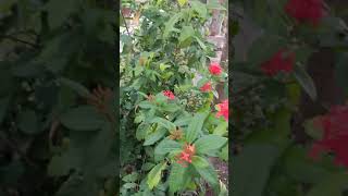 అందమైన పెరటి మొక్కలు - BEAUTIFUL GARDEN PLANTS