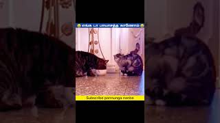 எங்கடா முந்திரிய காணோம் #funny #comedy #funnyvideo #tamil #animals #shortsfeed #shorts