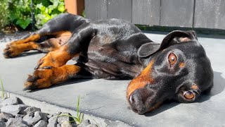 Staycation with 2 mini Dachshunds| Romy \u0026 Claire don't have to go to school for 6 weeks.