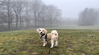 Dimmig runda i Beijers park