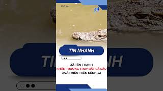 Xã Tân Thạnh: Khẩn trương truy bắt cá sấu xuất hiện trên kênh 42