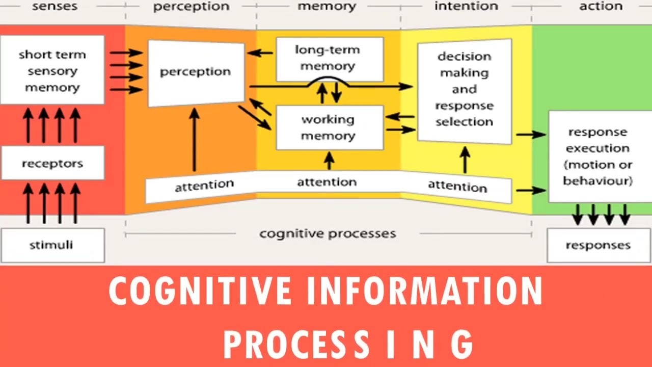 Cognitive Information Processing In Psychology | Basic Principles Of ...